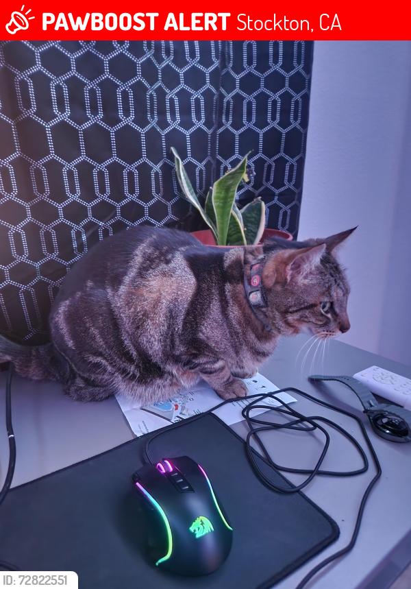 Lost Male Cat last seen Near Wagner-Holt Elementary , Stockton, CA 95209