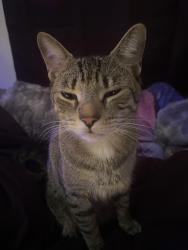 Lost Female Cat last seen Near County Rd, backyard, Aberdeen Township, NJ 07721