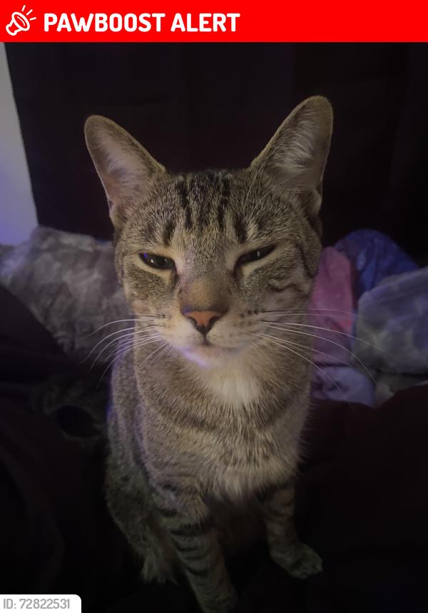 Lost Female Cat last seen Near County Rd, backyard, Aberdeen Township, NJ 07721