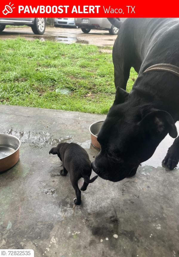 Lost Male Dog last seen White duplex , Waco, TX 76710