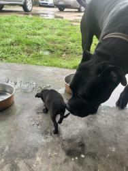 Lost Male Dog last seen White duplex , Waco, TX 76710