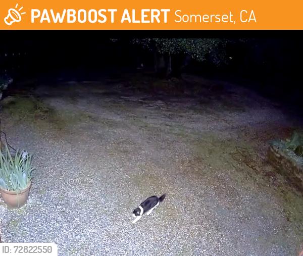 Found/Stray Unknown Cat last seen Derby Lane, off Omo Ranch Rd in Somerset., Somerset, CA 95684