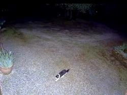 Found/Stray Unknown Cat last seen Derby Lane, off Omo Ranch Rd in Somerset., Somerset, CA 95684
