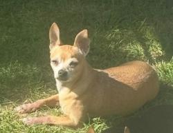 Lost Male Dog last seen 13th ave & 13th street , East Moline, IL 61244