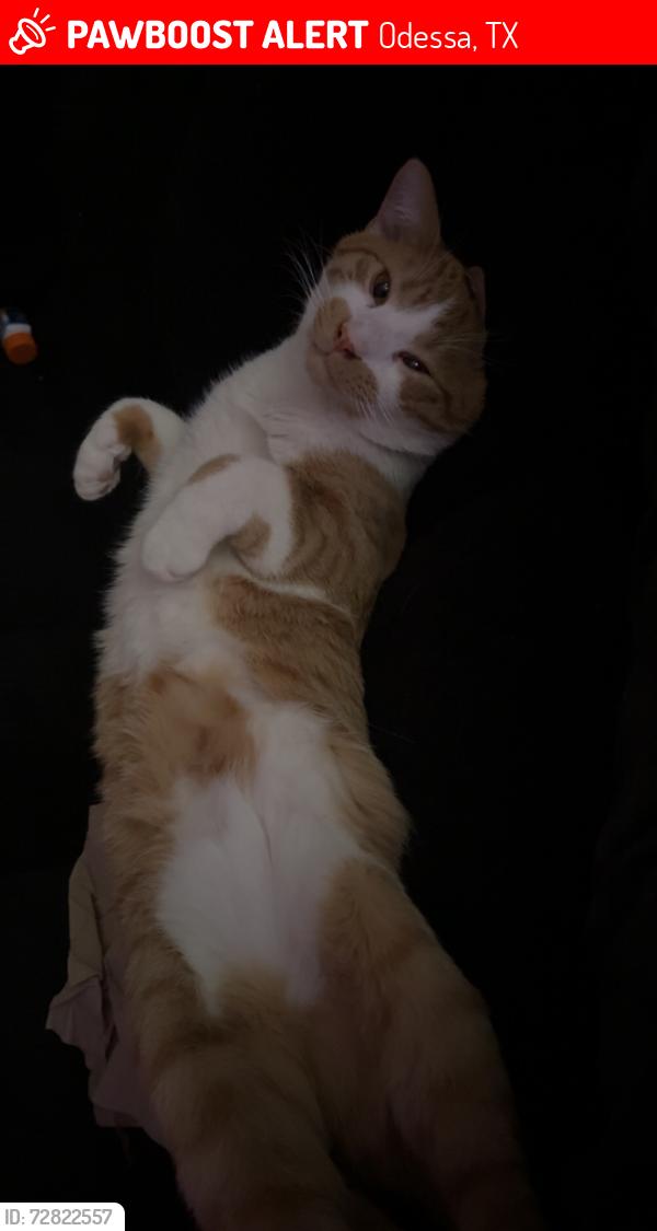Lost Male Cat last seen post office , Odessa, TX 79762