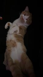Lost Male Cat last seen post office , Odessa, TX 79762