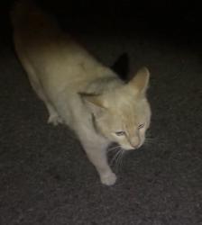 Found/Stray Male Cat last seen 45th & Utica , Tulsa, OK 74105