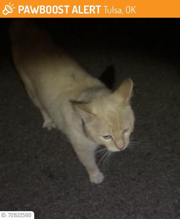 Found/Stray Male Cat last seen 45th & Utica , Tulsa, OK 74105