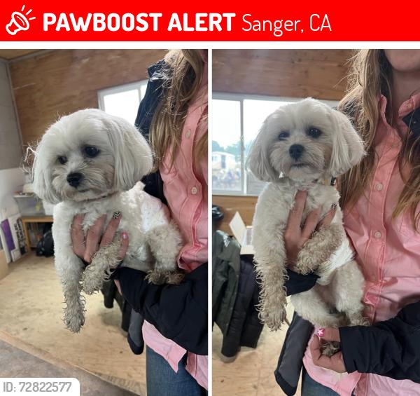 Lost Male Dog last seen Lower Watts Valley Rd, Sanger, CA 93657