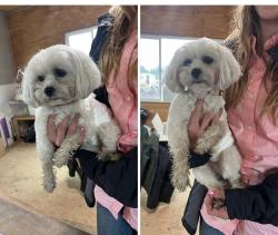 Lost Male Dog last seen Lower Watts Valley Rd, Sanger, CA 93657