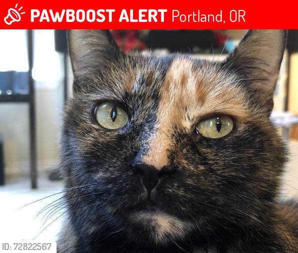 Lost Female Cat last seen Aspen Summit Dr and Foster, Portland, OR 97266