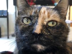 Lost Female Cat last seen Aspen Summit Dr and Foster, Portland, OR 97266