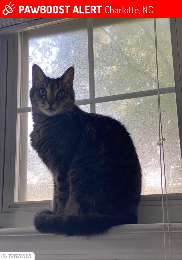 Lost Male Cat last seen Parkside Crossing Pulte Home Development 28278, Charlotte, NC 28278