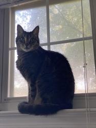 Lost Male Cat last seen Parkside Crossing Pulte Home Development 28278, Charlotte, NC 28278