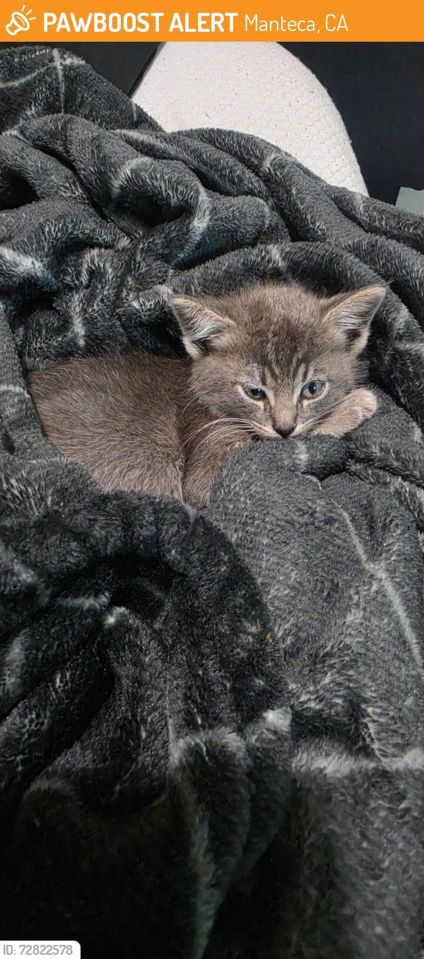 Found/Stray Unknown Cat last seen Near freeway off Yosemite , Manteca, CA 95336