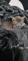 Found/Stray Unknown Cat last seen Near freeway off Yosemite , Manteca, CA 95336