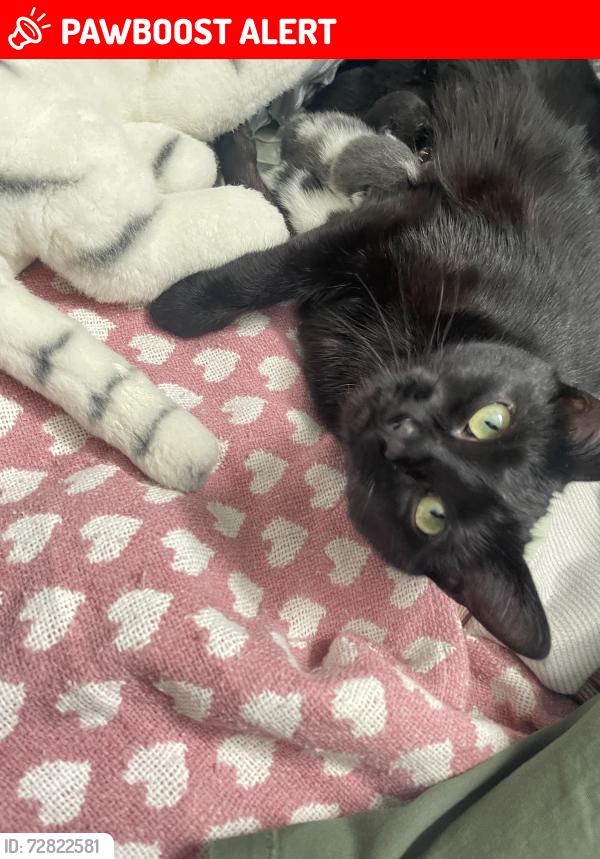 Lost Female Cat last seen Near Shields St., Greater Sudbury, ON P3E 3W3