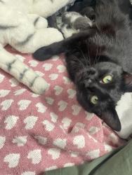 Lost Female Cat last seen Near Shields St., Greater Sudbury, ON P3E 3W3
