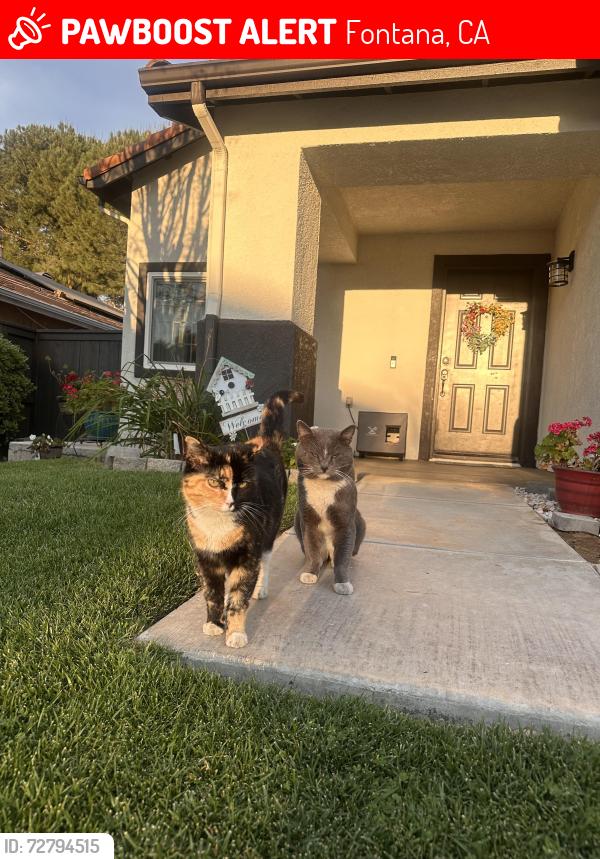 Lost Female Cat last seen Via monte and panorama, Fontana, CA 92337
