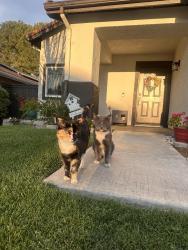 Lost Female Cat last seen Via monte and panorama, Fontana, CA 92337