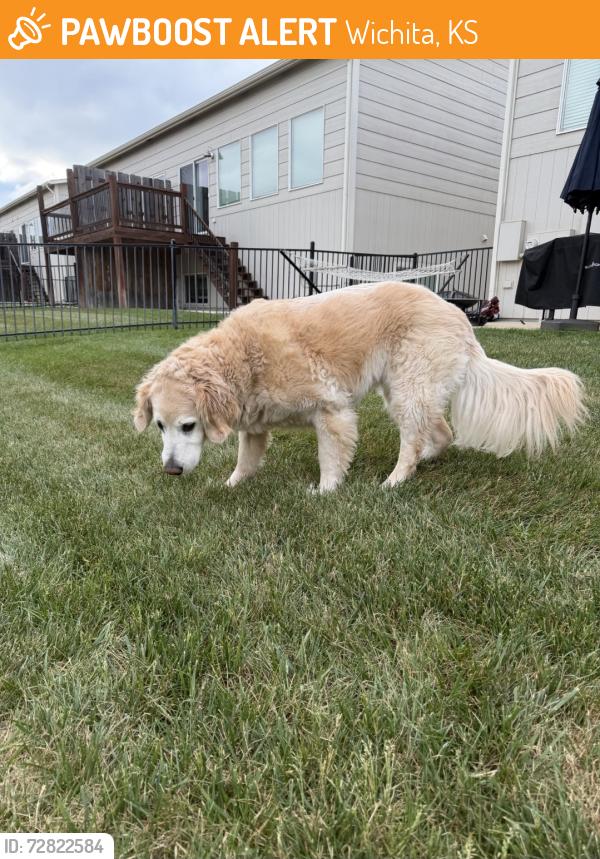 Found/Stray Female Dog last seen Jackson heights street, Wichita, KS 67206
