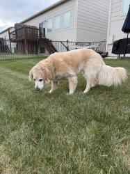 Found/Stray Female Dog last seen Jackson heights street, Wichita, KS 67206