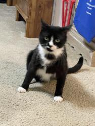 Lost Male Cat last seen Audiss and Woodbury Forest, Milton, FL 32583