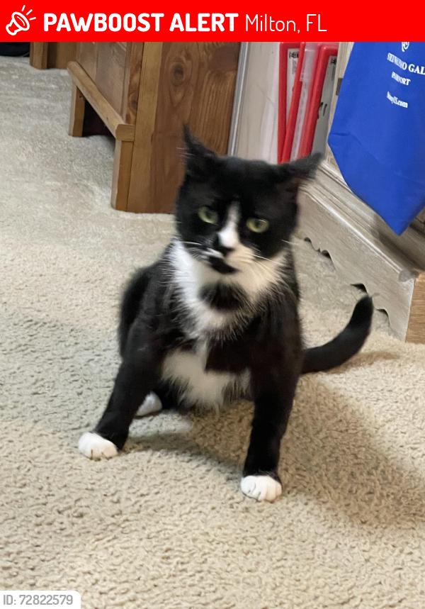 Lost Male Cat last seen Audiss and Woodbury Forest, Milton, FL 32583
