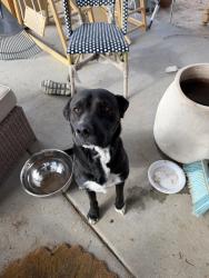Found/Stray Female Dog last seen Karcher , Nampa, ID 83651