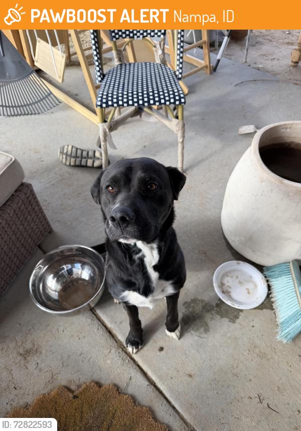 Found/Stray Female Dog last seen Karcher , Nampa, ID 83651
