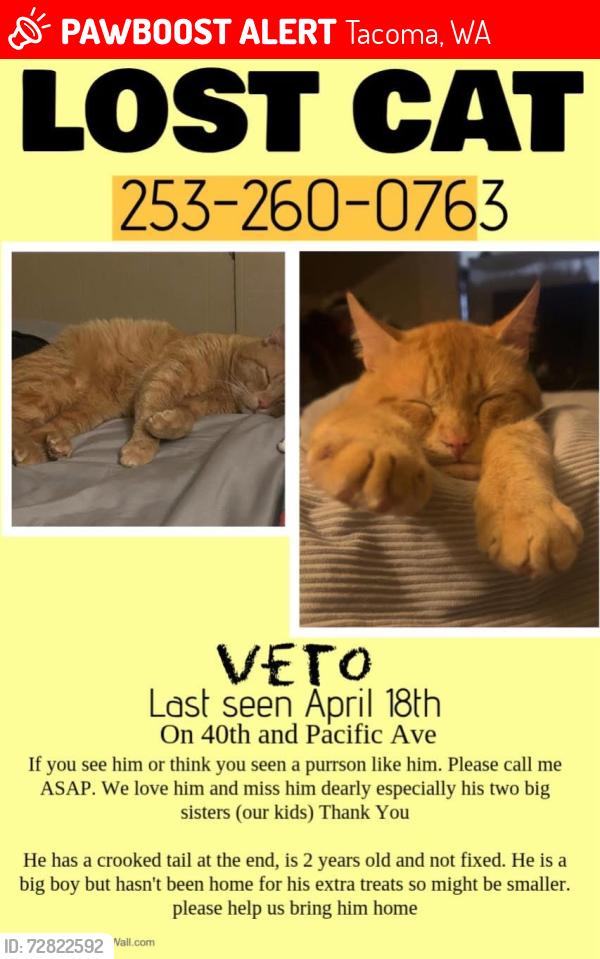 Lost Male Cat last seen 40th and pacific avenue , Tacoma, WA 98408