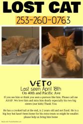 Lost Male Cat last seen 40th and pacific avenue , Tacoma, WA 98408