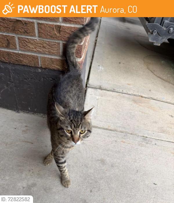 Found/Stray Male Cat last seen Arkansas ave and Moline , Aurora, CO 80012