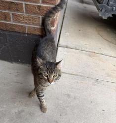 Found/Stray Male Cat last seen Arkansas ave and Moline , Aurora, CO 80012