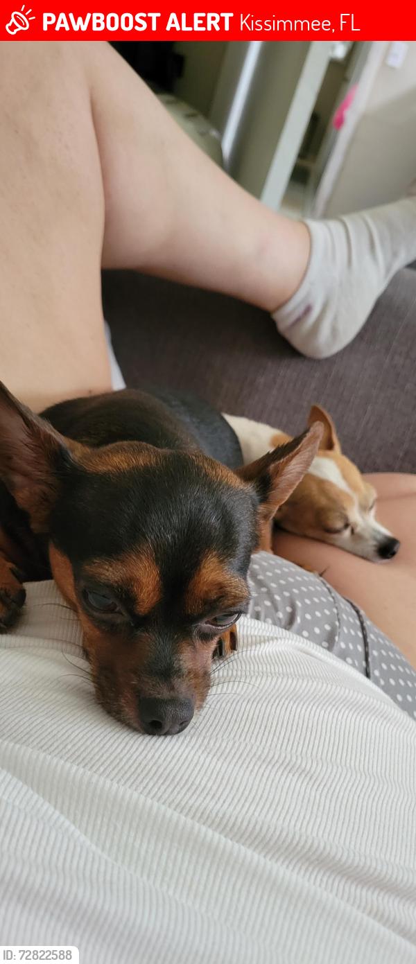 Lost Female Dog last seen Stallone ct, Kissimmee, FL 34744