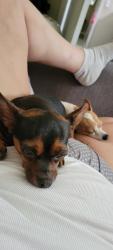 Lost Female Dog last seen Stallone ct, Kissimmee, FL 34744