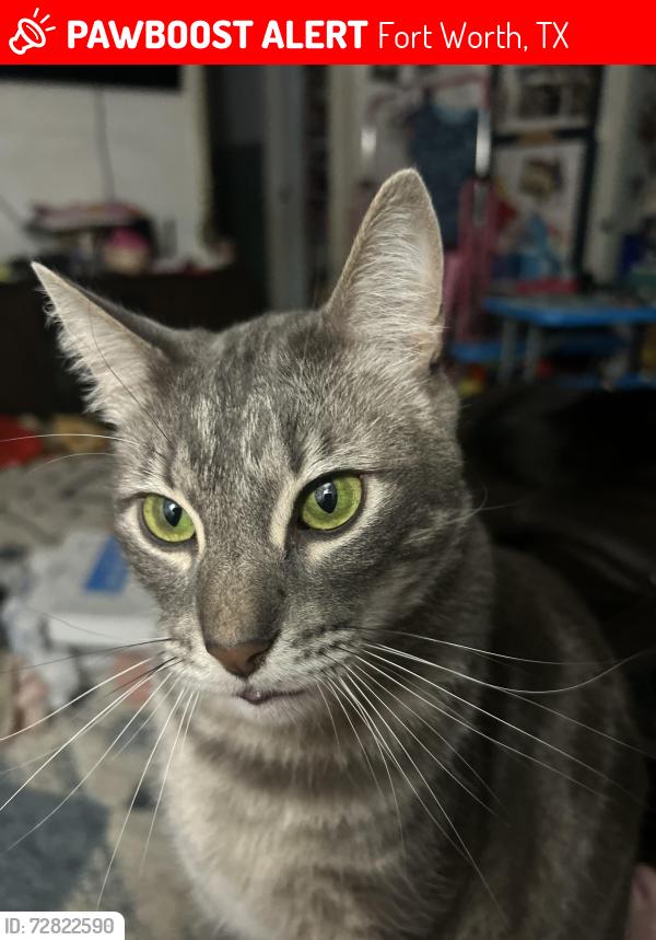 Lost Male Cat last seen Bangor Dr.  76116, Fort Worth, TX 76116