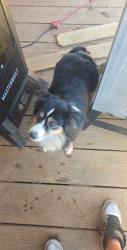 Lost Female Dog last seen Pasture off Harmon, Fayetteville, AR 72704