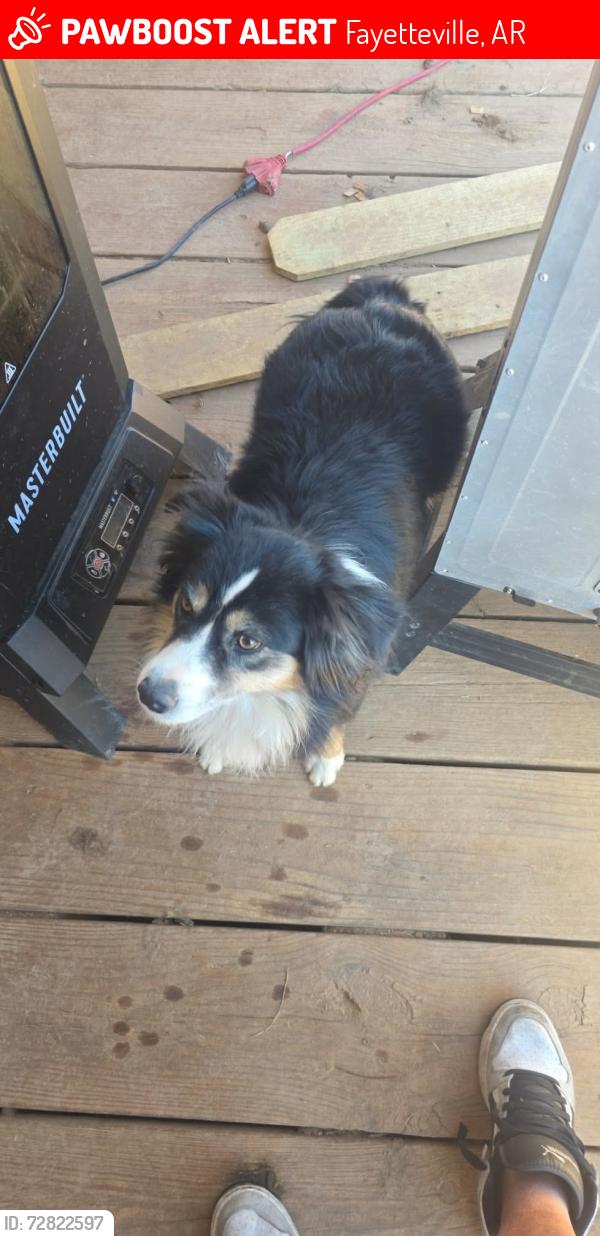 Lost Female Dog last seen Pasture off Harmon, Fayetteville, AR 72704
