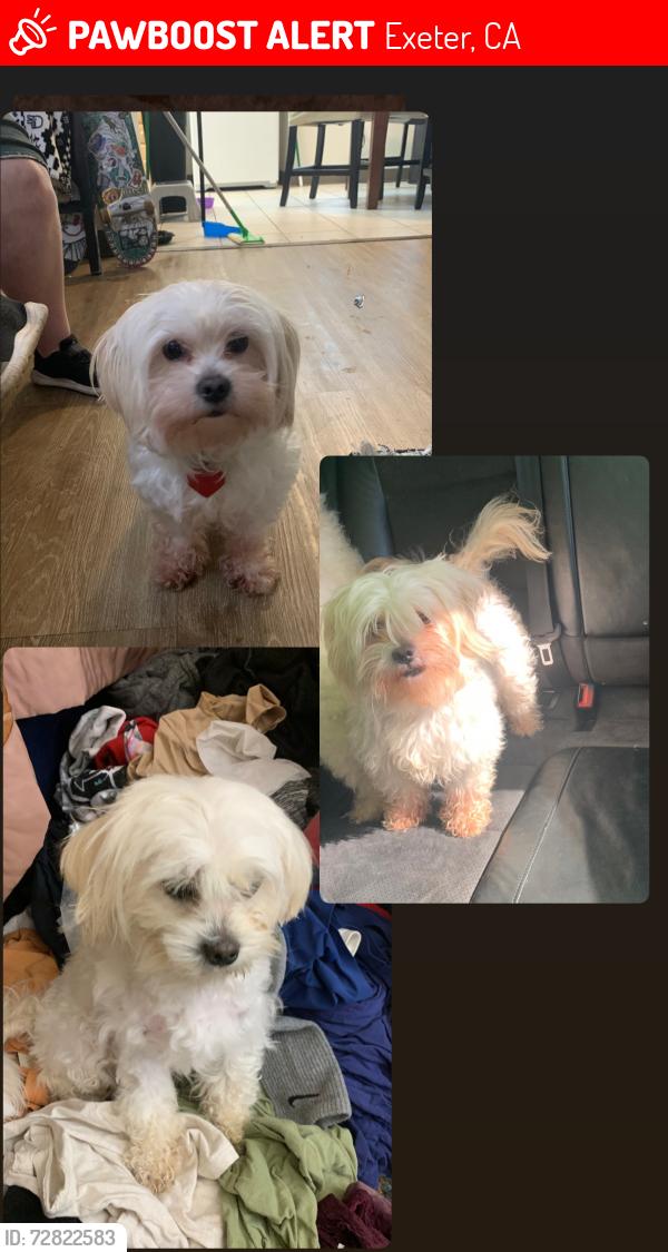 Lost Female Dog last seen E Myer Exeter  ca , Exeter, CA 93221