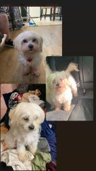 Lost Female Dog last seen E Myer Exeter  ca , Exeter, CA 93221