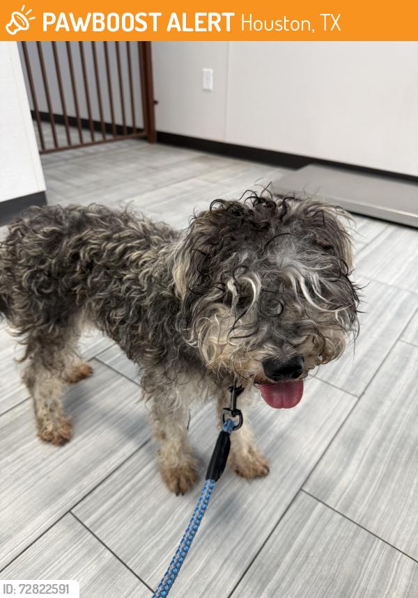 Found/Stray Male Dog last seen Willowridge High School, Houston, TX 77053