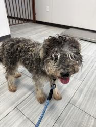Found/Stray Male Dog last seen Willowridge High School, Houston, TX 77053