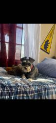 Lost Male Dog last seen Near Besteiro Middle School, Brownsville, TX 78521