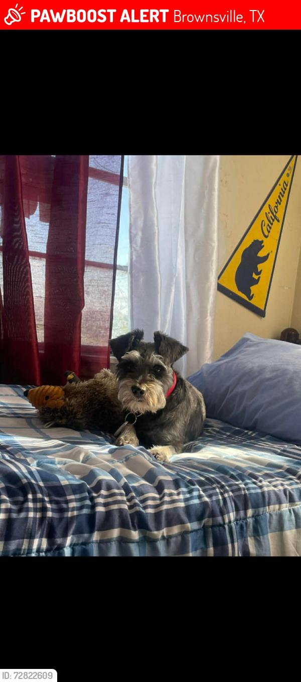 Lost Male Dog last seen Near Besteiro Middle School, Brownsville, TX 78521