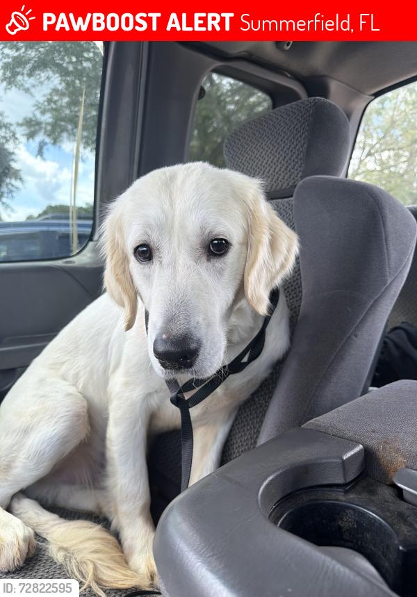 Lost Male Dog last seen SE 92nd st & 128th ln, Summerfield, FL 34491
