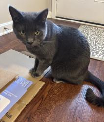 Lost Male Cat last seen Newport Drive, Columbia, SC neighborhood , Columbia, SC 29223