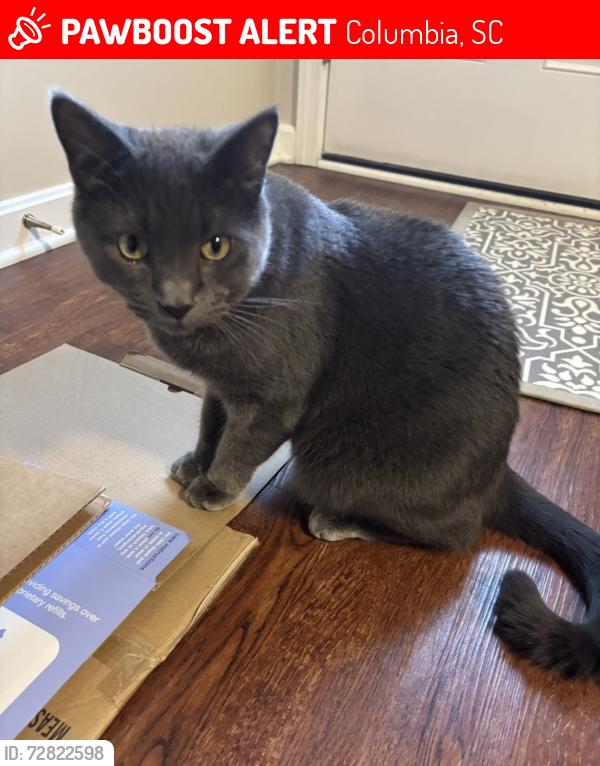 Lost Male Cat last seen Newport Drive, Columbia, SC neighborhood , Columbia, SC 29223