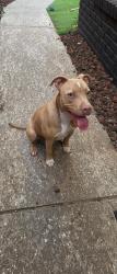 Found/Stray Male Dog last seen Spencer highway , Pasadena, TX 77503