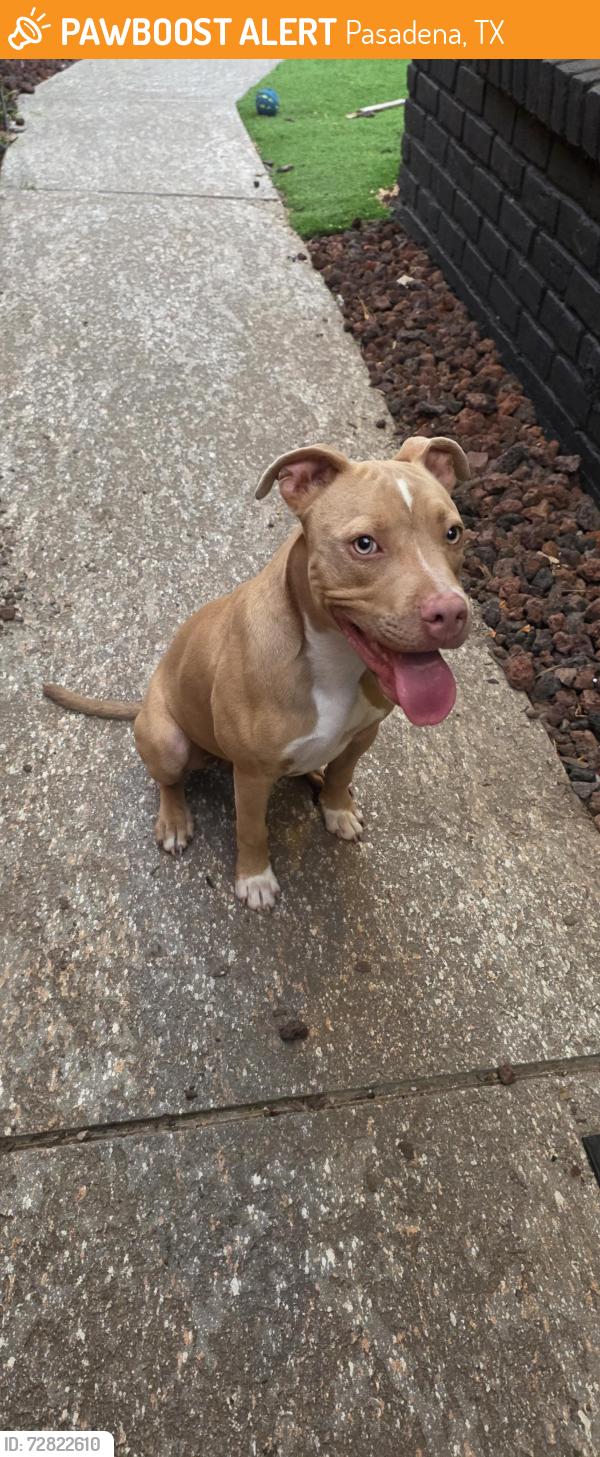 Found/Stray Male Dog last seen Spencer highway , Pasadena, TX 77503